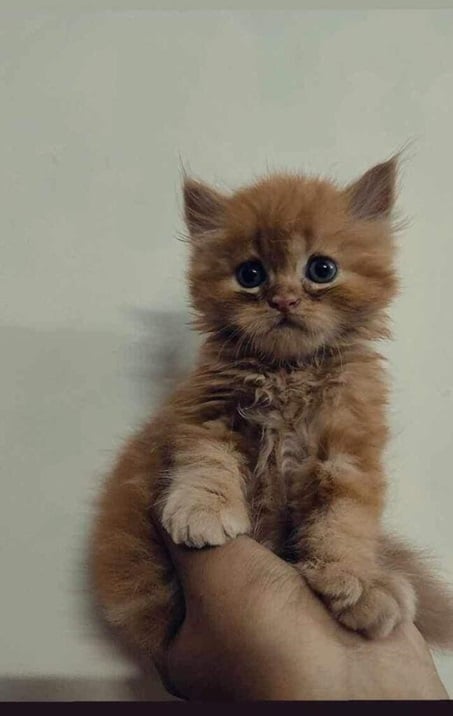 olrng kitty.jpg