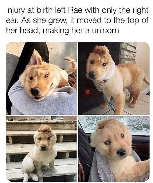 one eared dog.jpg