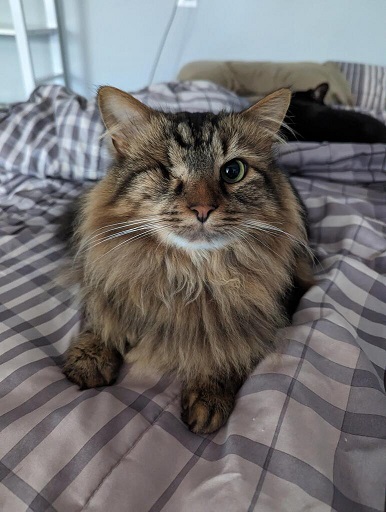 one eye cat.jpg