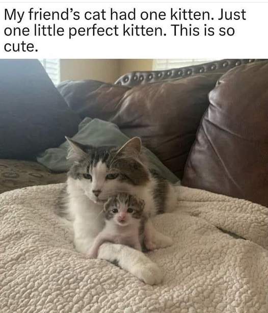 one kitten.jpg