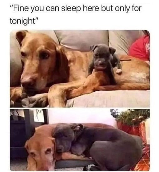 one night dog.jpg