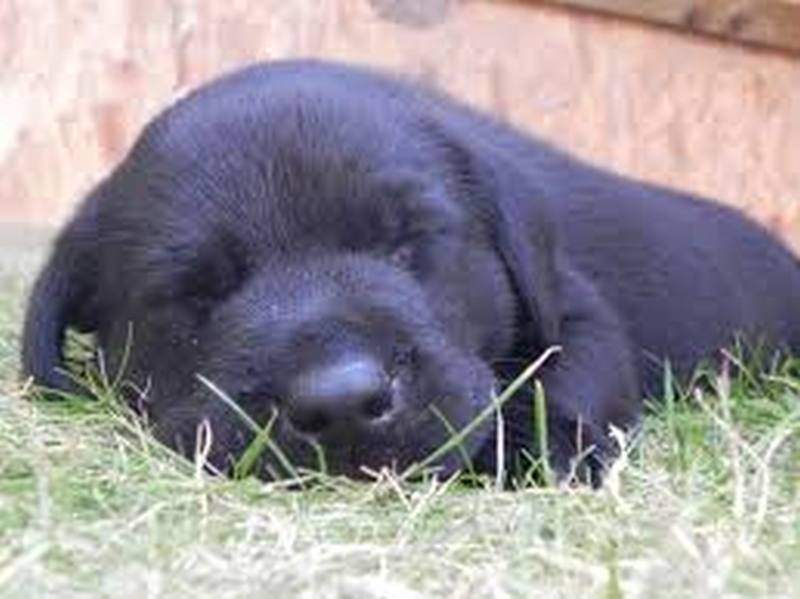 One-sleeping-blk-pup.jpg