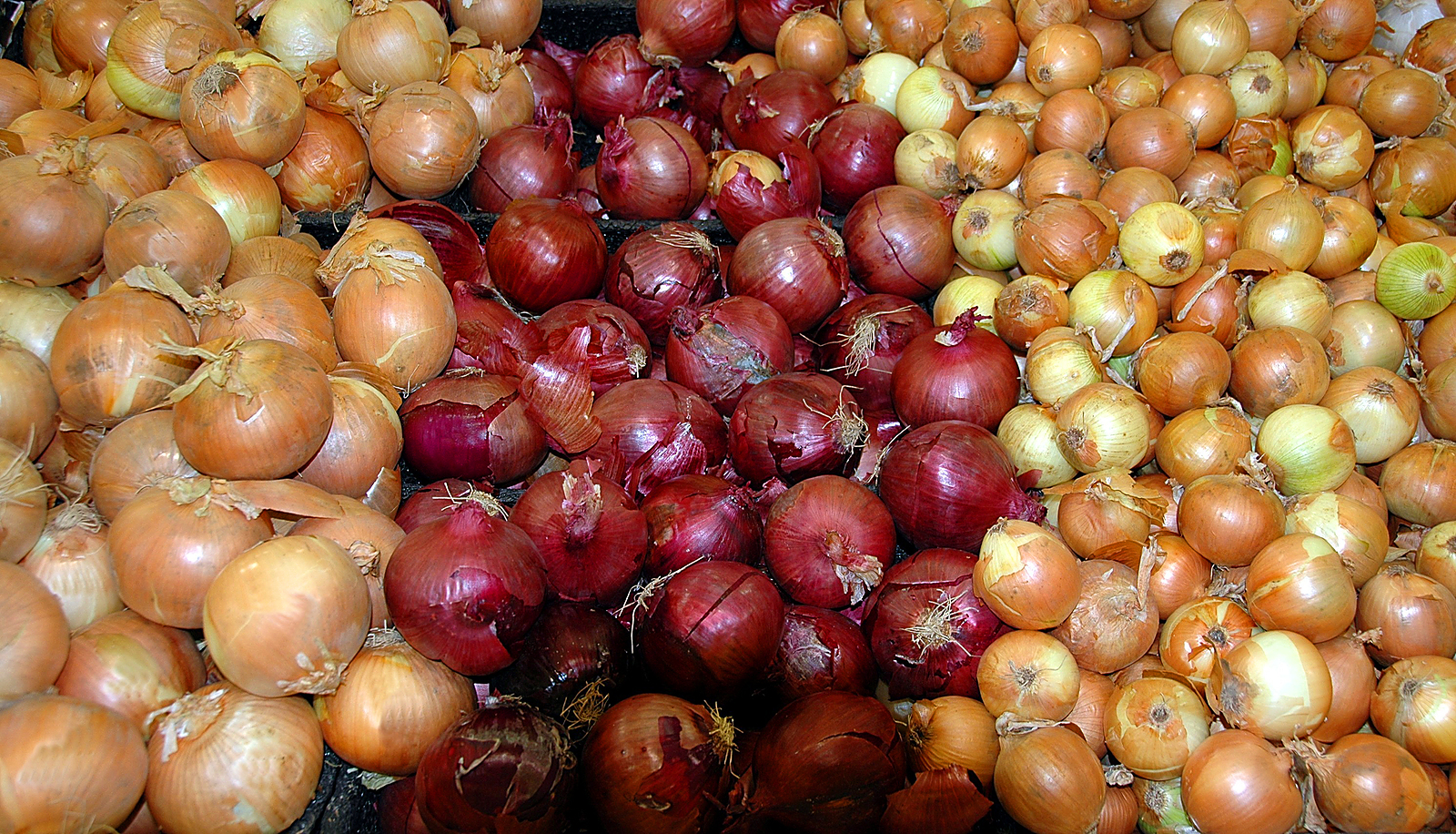 Onions-white-red-yellow.jpg