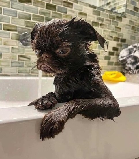 Oona dog.jpg