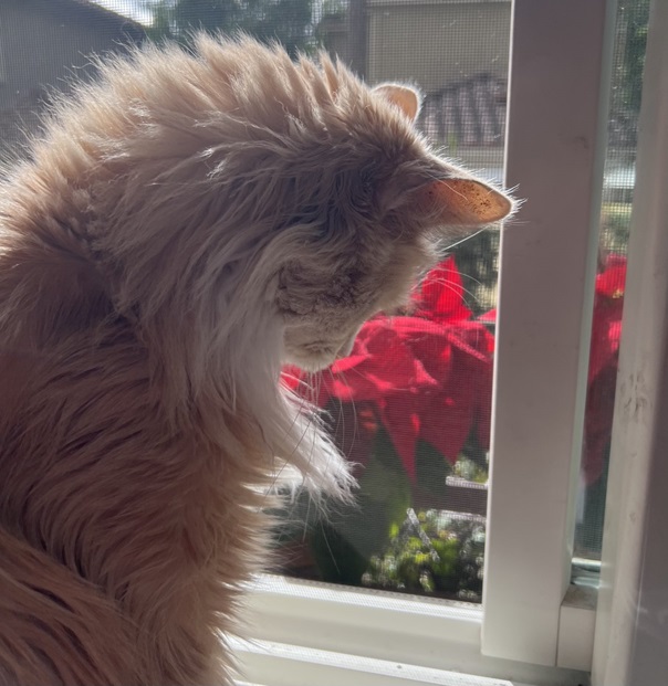 oprng cat rose.jpg