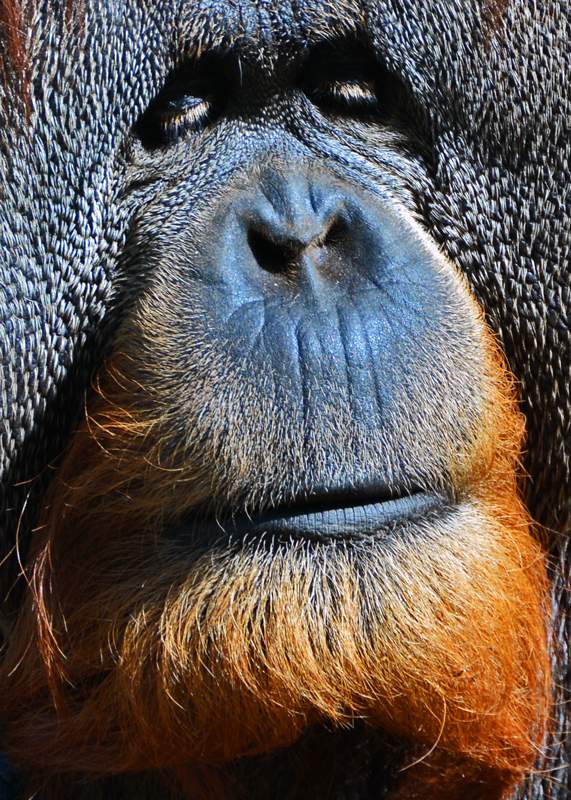 Orang-face.jpg