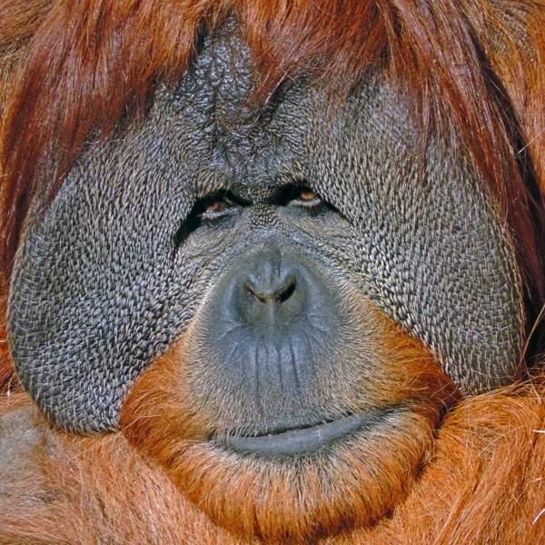 Orang-Face-profile.jpg