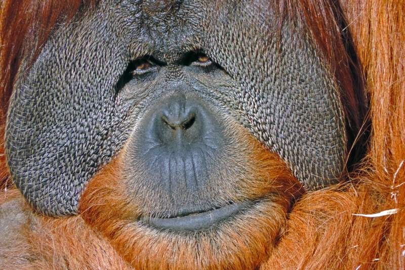 Orang-SS-web.jpg