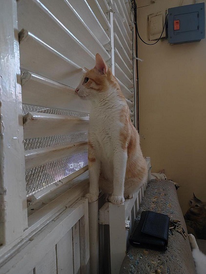 orange cat blinds.jpg