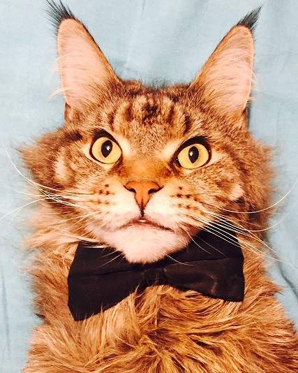 orange cat bowtie.jpg