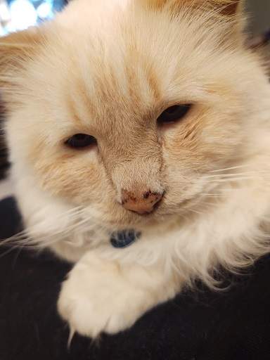 orange cat close.jpg