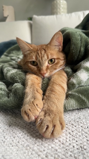 orange cat close.jpg