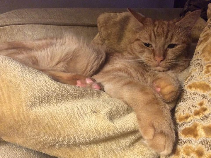 orange cat couch.jpg