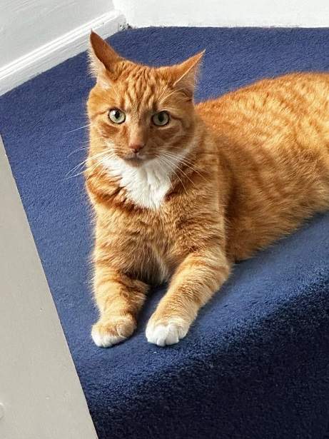 orange cat.jpg