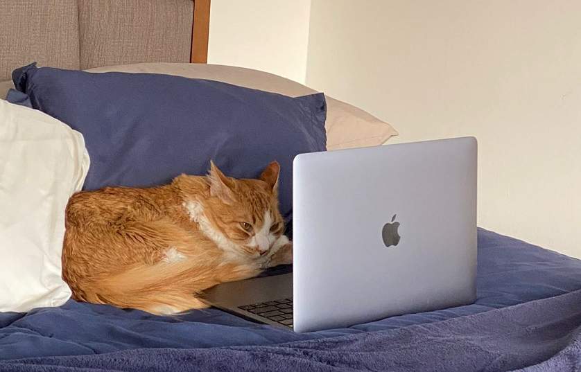orange cat laptop.jpg
