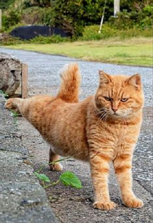 orange cat stretch.png