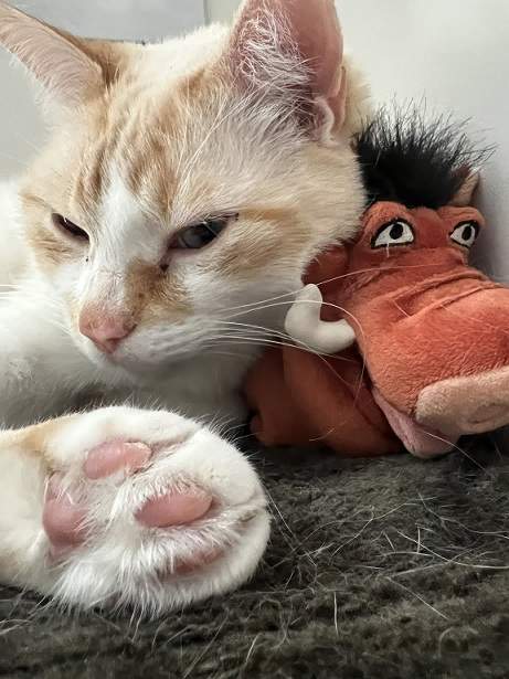 orange cat toy.jpg
