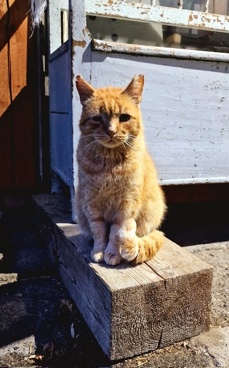 orange cat wood.jpg