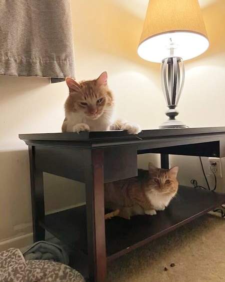 orange cats table.jpg