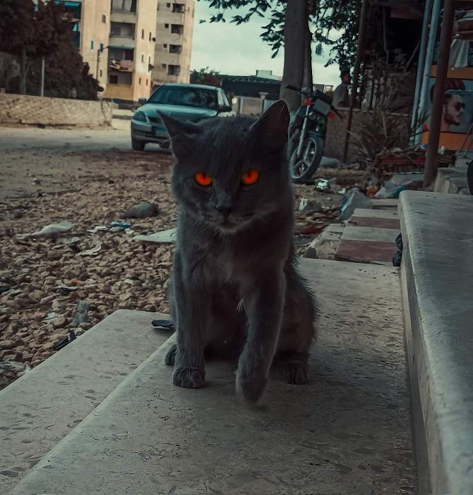 orange eye cat.jpg