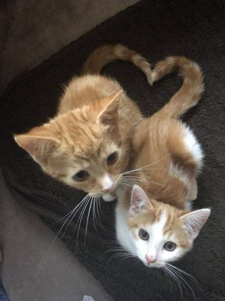 orange kittens.jpg
