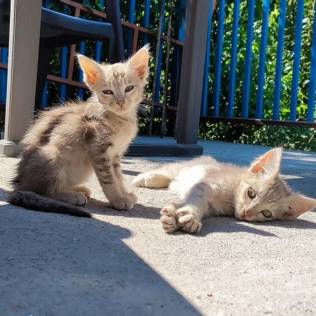 orange kittens.jpg
