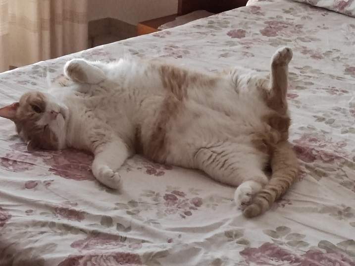 orange white cat.jpg