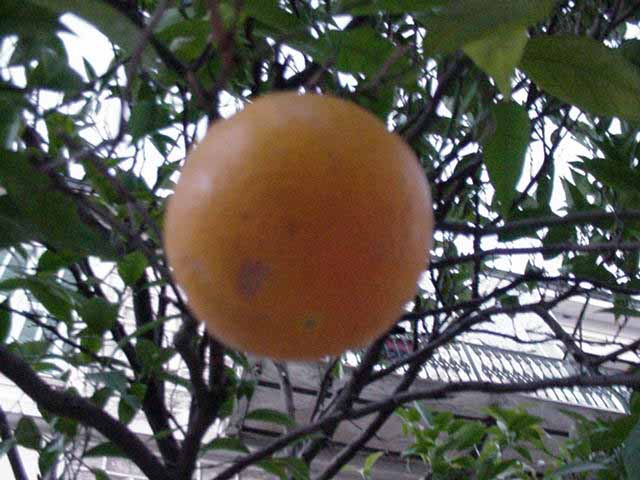 orange_MVC-241S.jpg