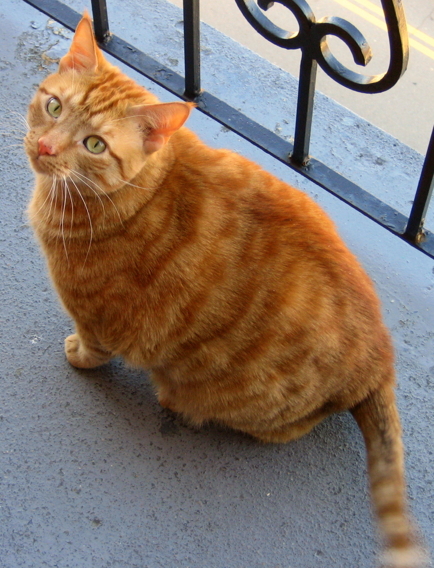 Orange_Tabby_Cat_On_Balcony.jpg