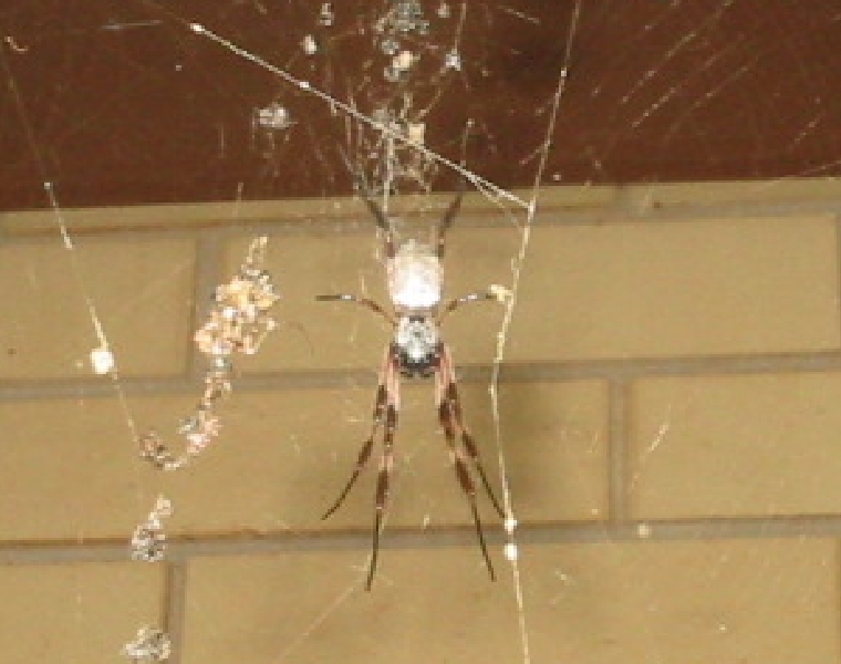 ORB WEAVER.jpg