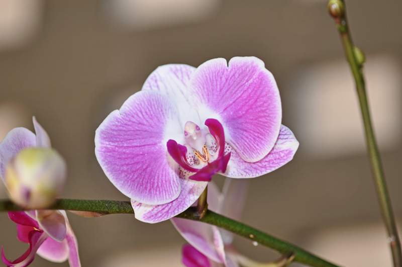 Orchid-with-bird-01.jpg