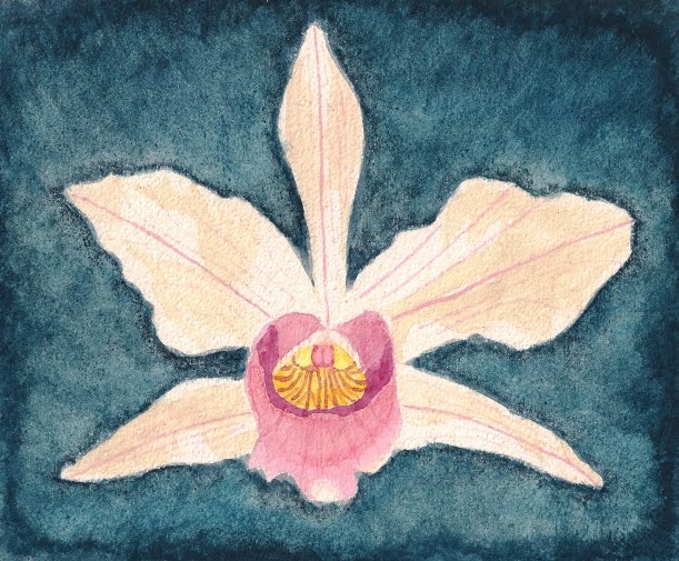 orchid_jpg.jpg