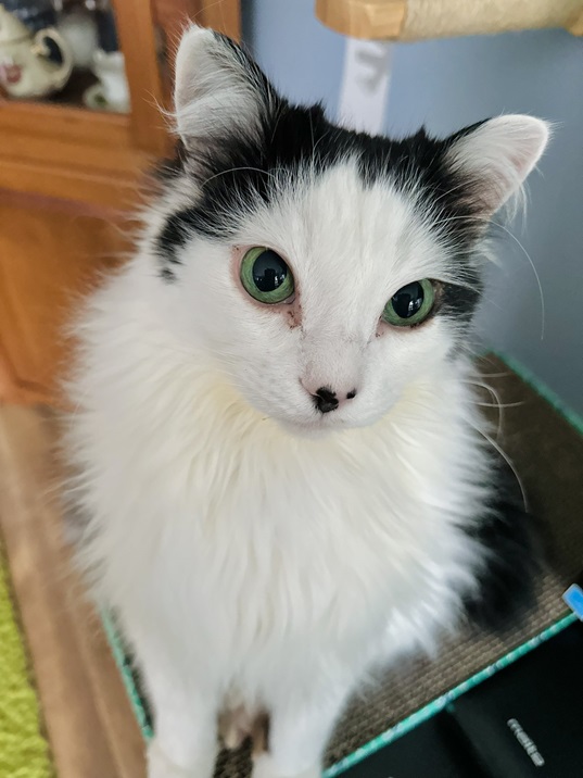 oreo cat.jpg