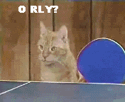 ORLYCAT.gif