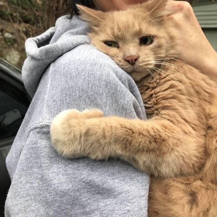 orn cat shoulder.jpg