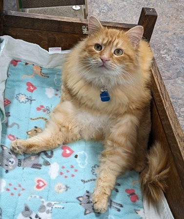 orng cat awk.jpg