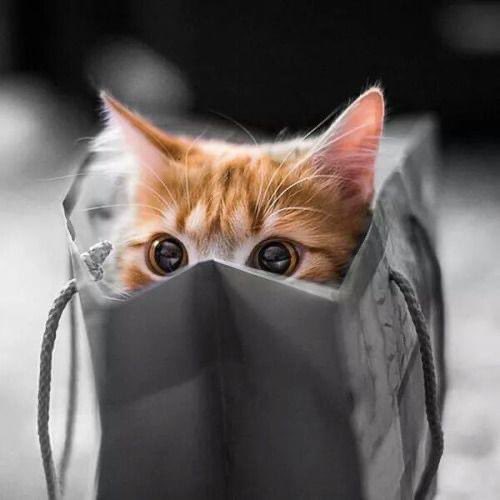 orng cat bag.jpg