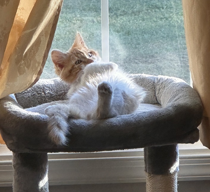 orng cat bed.jpg