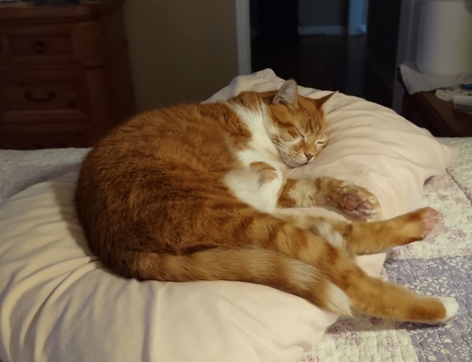 orng cat bed.jpg