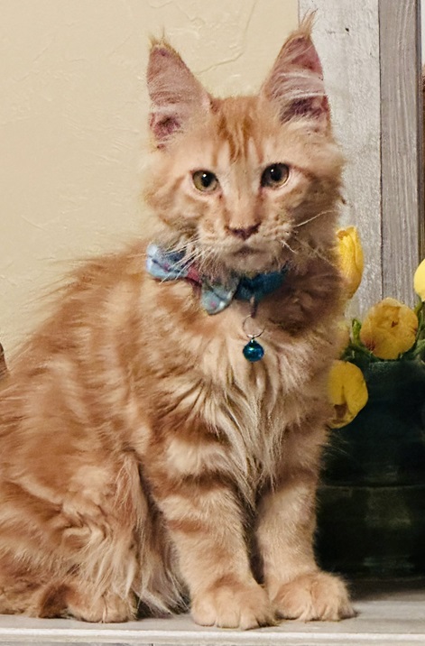 orng cat bell.jpg