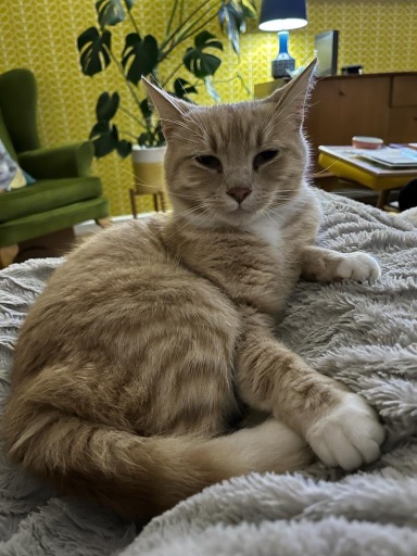 orng cat bnkt.jpg