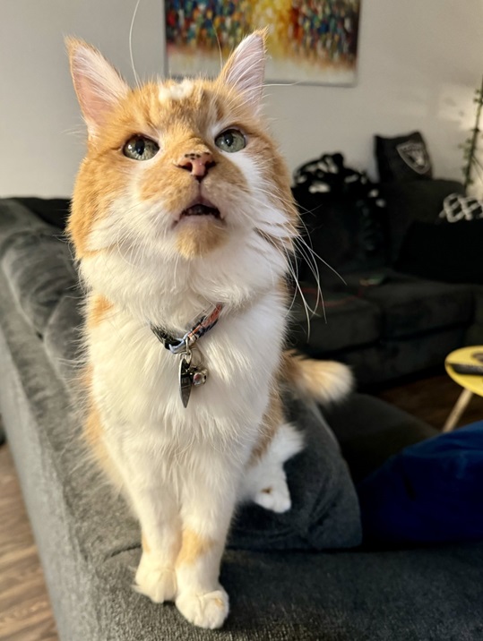 orng cat close 2.jpg
