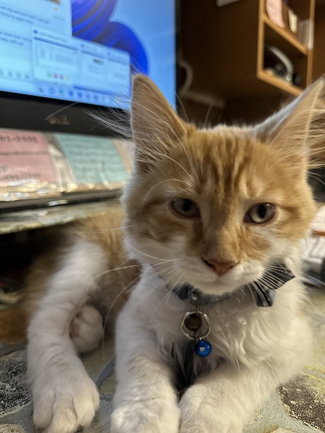 orng cat close.jpg