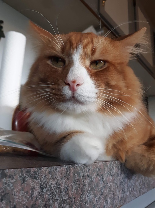 orng cat close.jpg