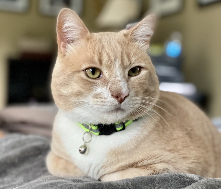 orng cat close.jpg