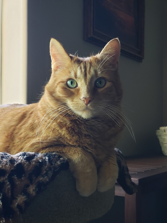 orng cat couch.jpg