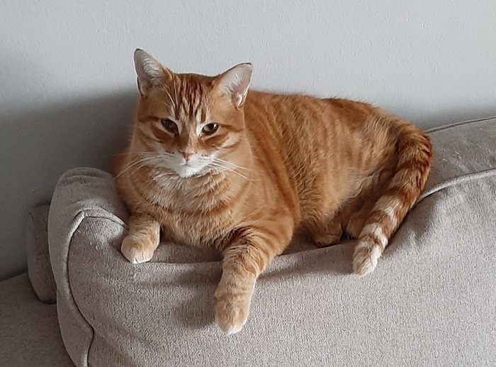orng cat couch.jpg