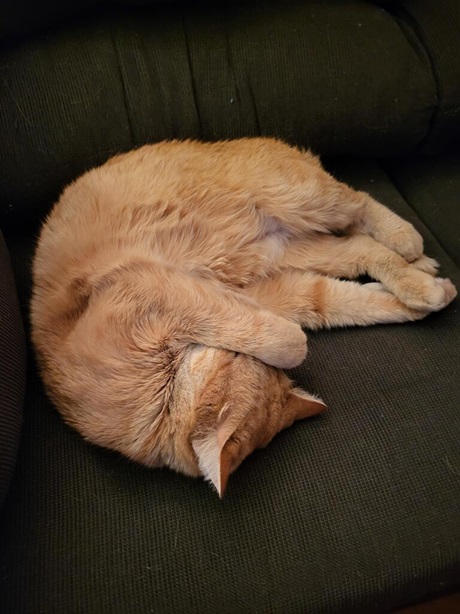 orng cat curl.jpg