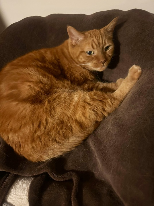 orng cat curl.jpg