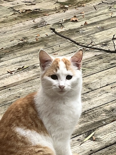 orng cat deck.jpg